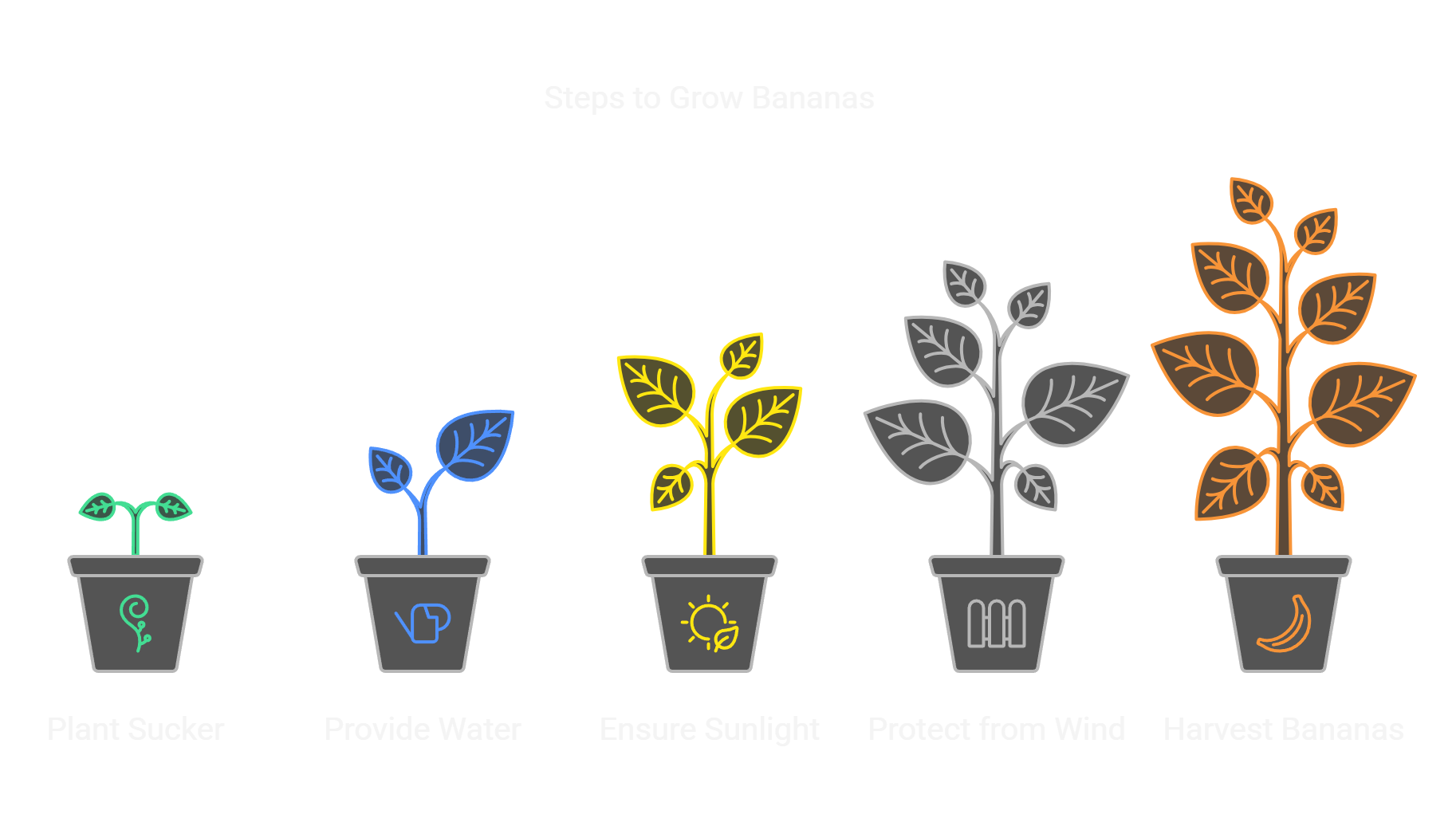 Steps to Grow Bananas